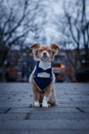 Blue Suspenders